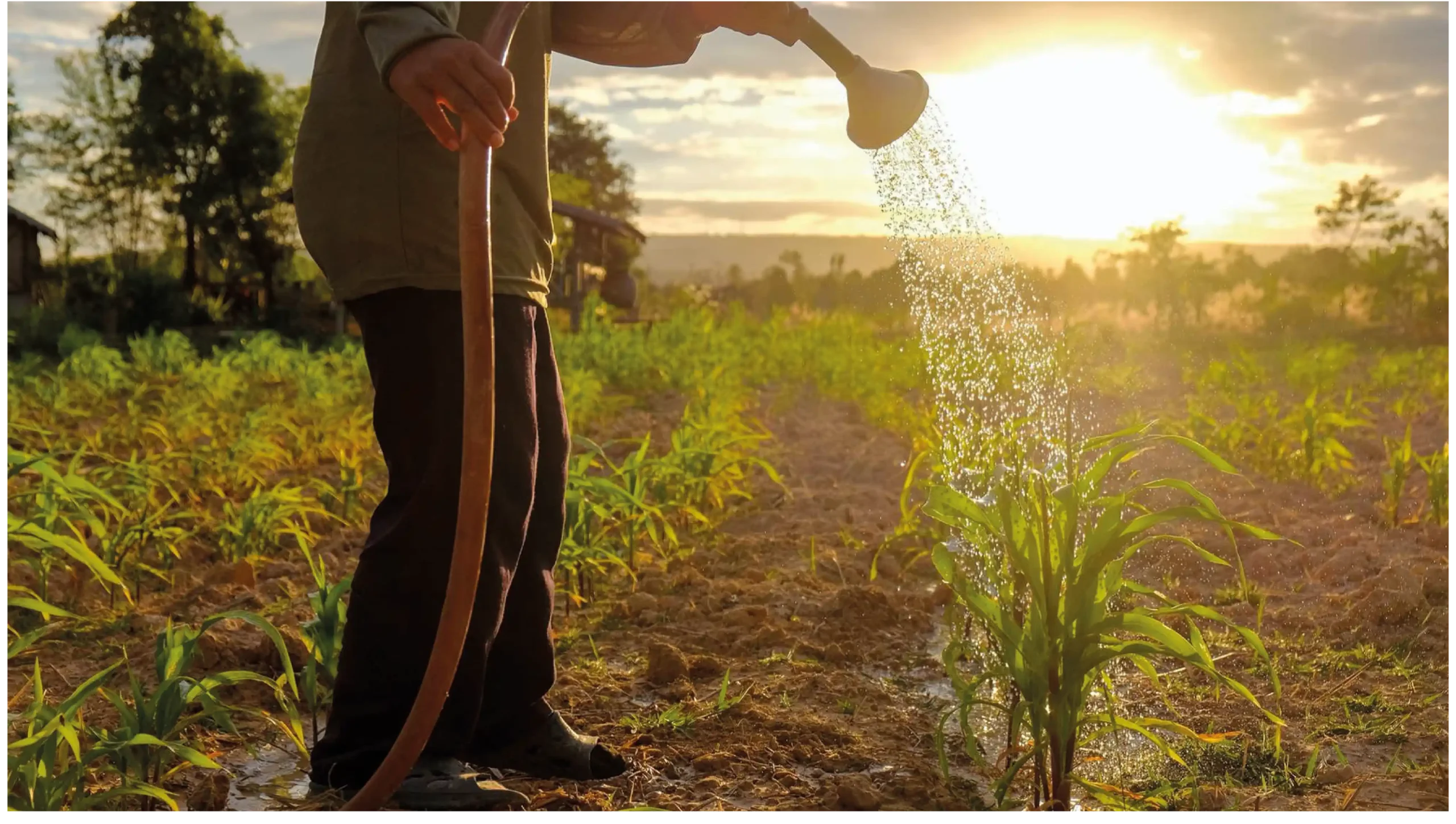 Irrigation-Image